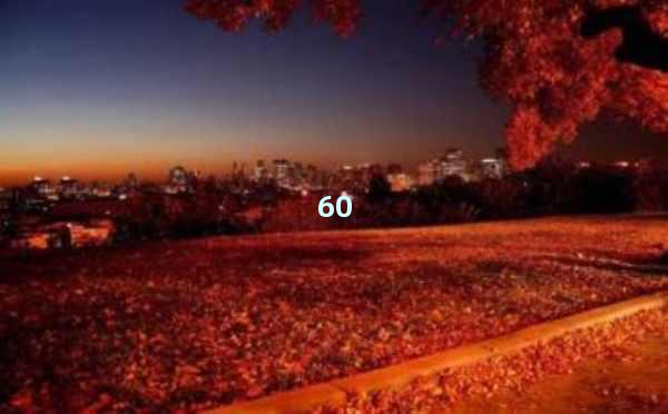 SEO专业优化：助力网站实现流量爆发